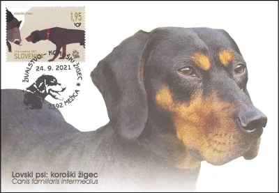 ŽIVALSTVO - KOROŠKI ŽIGEC